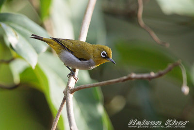 Hume's White Eye