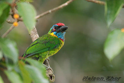 Red Crowned Barbet