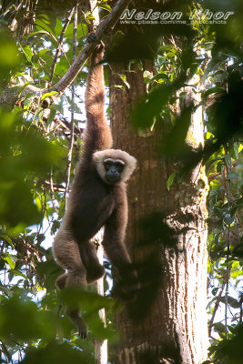 Agile Gibbon