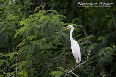 Intermediate Egret