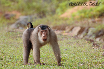 Southern Pig Tailed Macaque