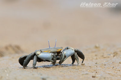 Mub Crab