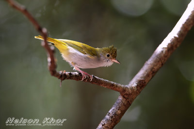 White Bellied Yuhina