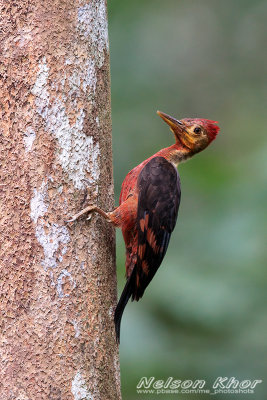 Orange Backed Woodpecker