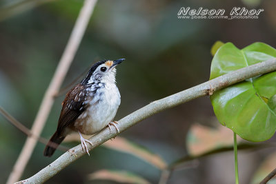 Striped Wren Babbler