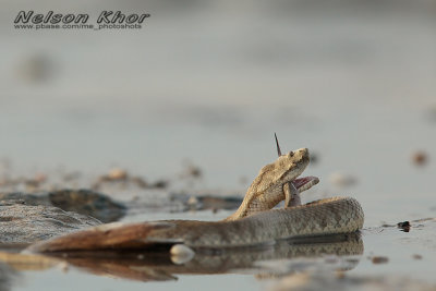 Dog Faced Water Snake