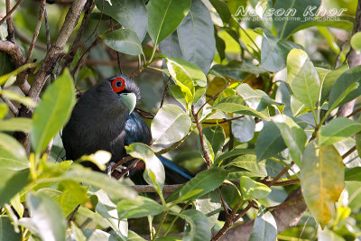 Black Bellied Malkoha