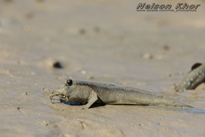 Giant Mudskipper