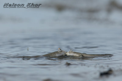 Bearded Mudskipper