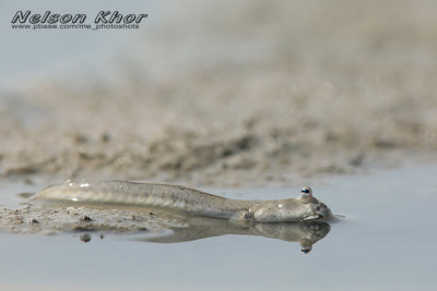 Bearded Mudskipper