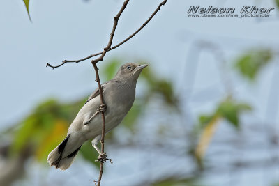 White Shouldered Starling