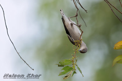 White Shouldered Starling