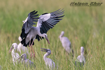 Asian Openbill