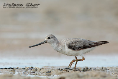 Terek Sandpiper