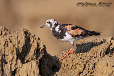 Ruddy Turnstone