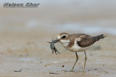 Greater Sand Plover