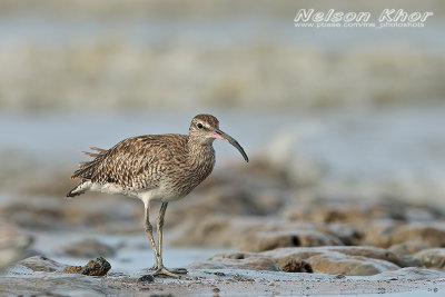 Whimbrel