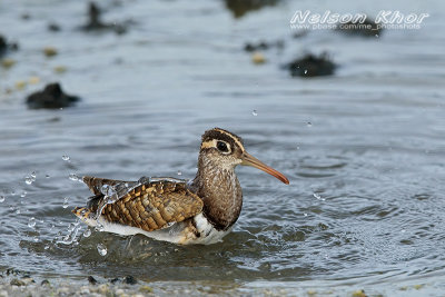 Greater Painted Snipe