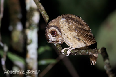 White Fronted Scops Owl