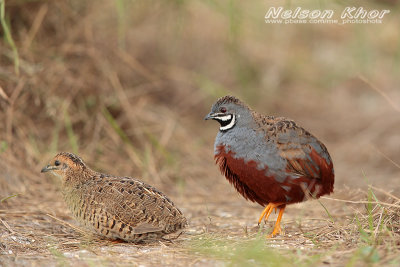 King Quail