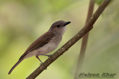 Mangrove Whistler