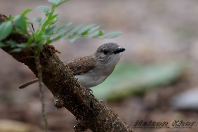 Mangrove Whistler