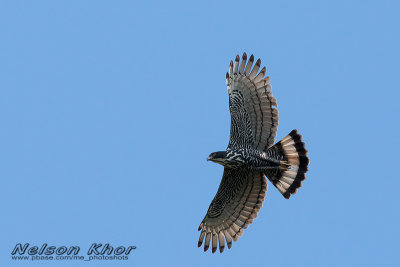 Blyth's Hawk Eagle