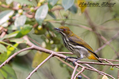 Yellow Vented Flowerpecker