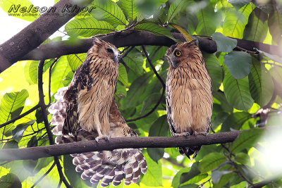 Buffy Fish Owl