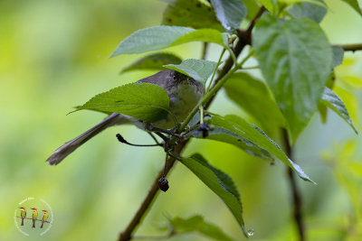 Blue Winged Minla