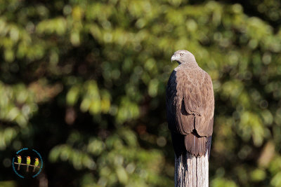 Lesser Fish Eagle