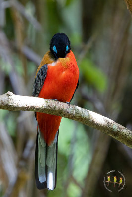 Scarlet Rumped Trogon