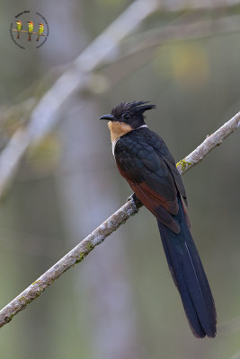 Chestnut Winged Cuckoo