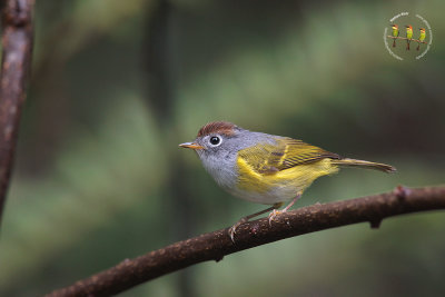 Chestnut Crowned Warbler