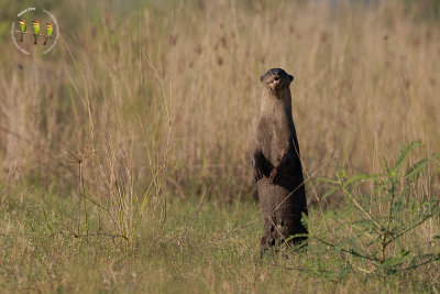 Smooth Coated Otter