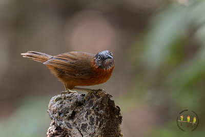 Grey Headed Babbler