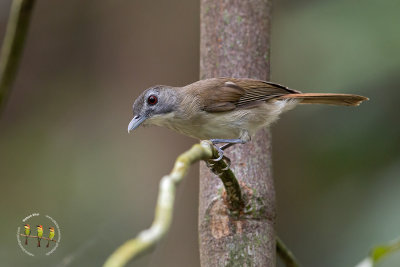 Moustached Babbler