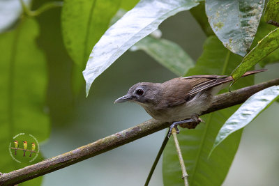 Moustached Babbler