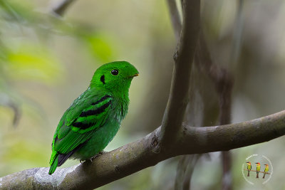 Green Broadbill