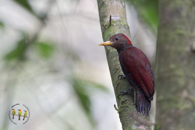 Maroon Woodpecker