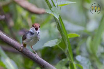 Rufous Tailed Tailorbird