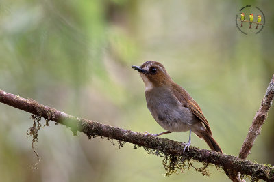 Eye Browed Jungle Flycatcher