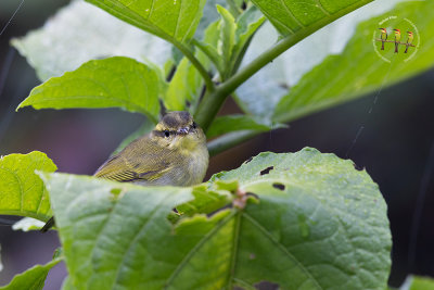Mountain Leaf Warbler
