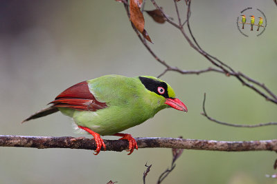 Short Tailed Green Magpie