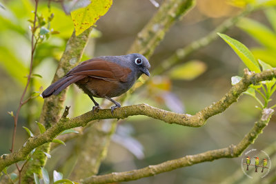 Sunda Laughingthrush