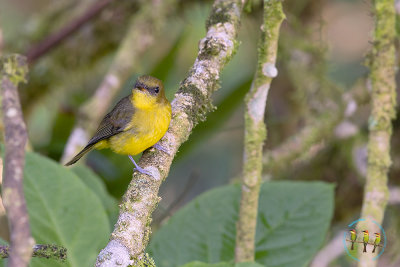 Bornean Mountain Whistler