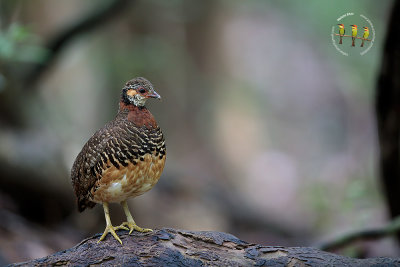 Chestnut Necklaced Partridge