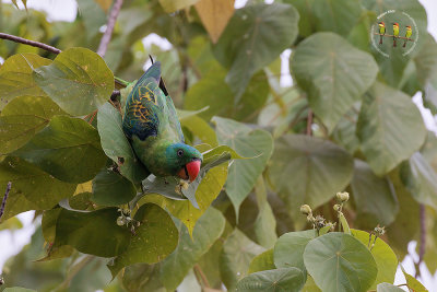 Blue Naped Parrot