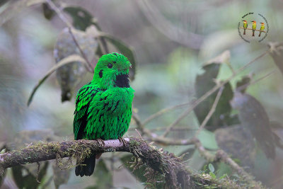 Whitehead's Broadbill