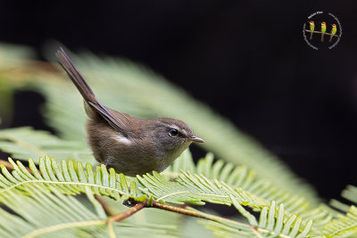 Sunda Bush Warbler